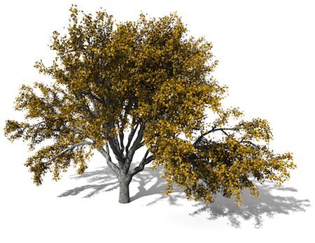 Oregon White Oak (Quercus Garryana)