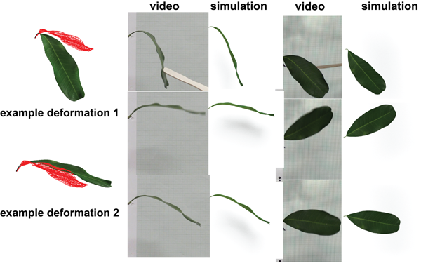 leaf damping